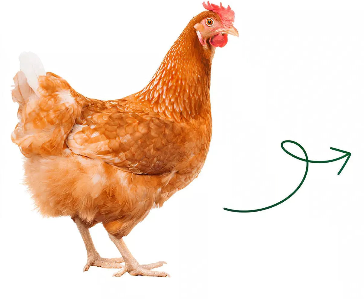 Chicken
