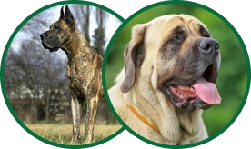 Dogs