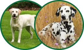 Dogs