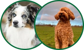 Dogs