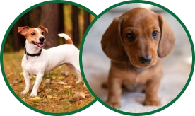 Dogs
