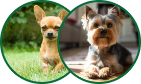 Dogs